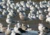Glaucous Gull at Hole Haven Creek (Steve Arlow) (77455 bytes)